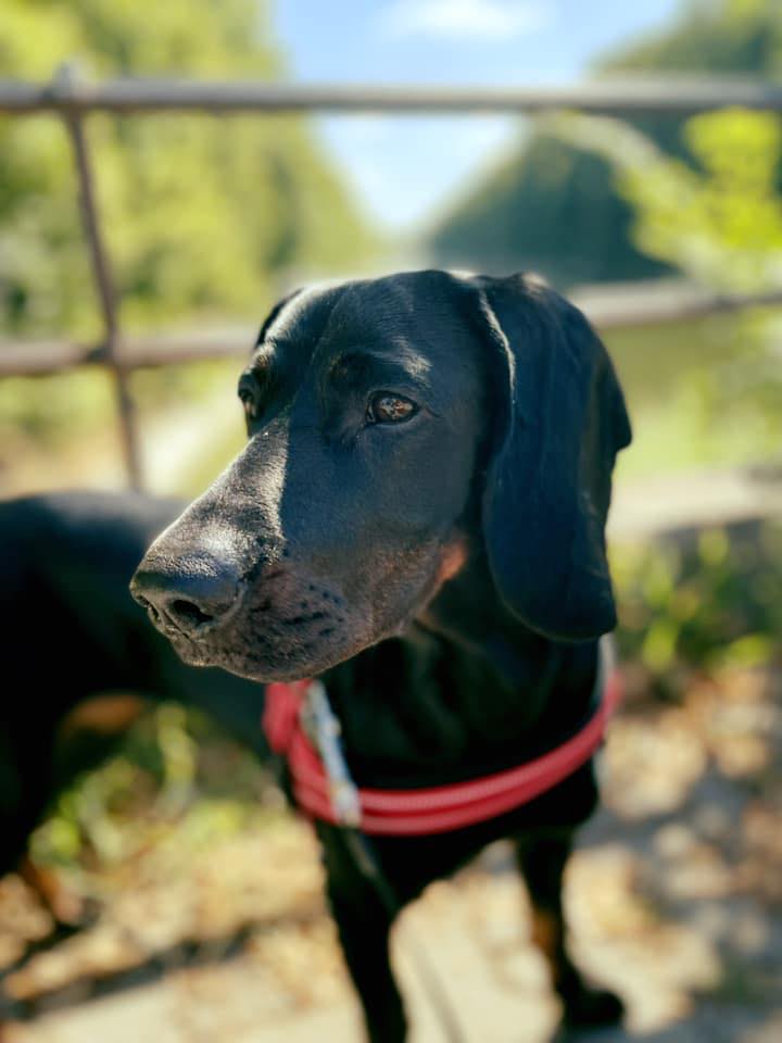 Wyczesany groomer-Psi fryzjer Powiśle/Śródmieście