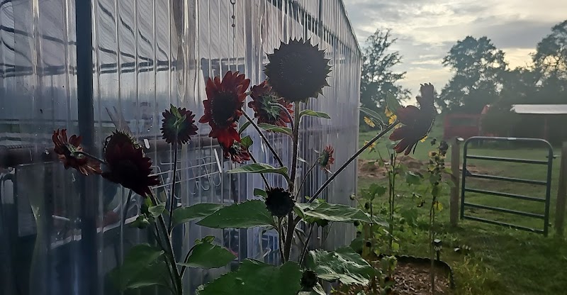 Triple Horn Farms - Photo 6