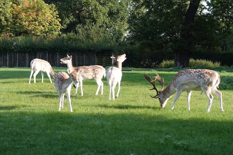 Clissold Park Deer