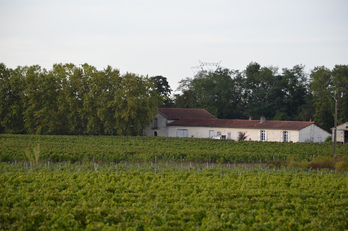 Vignoble Pestoury