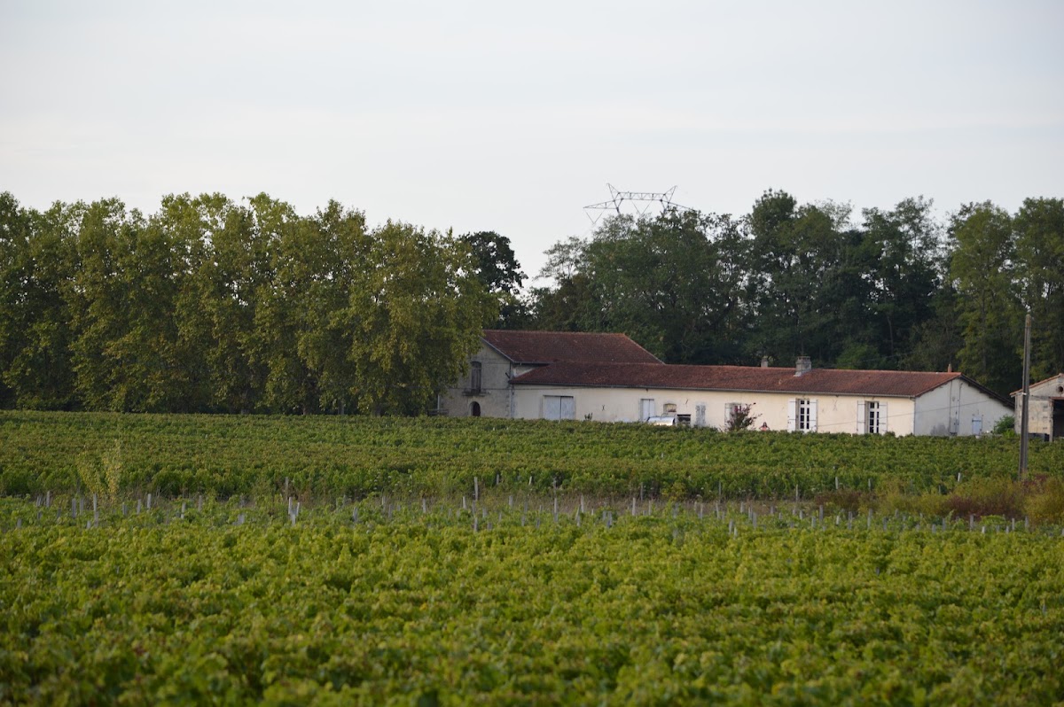 Vignoble Pestoury