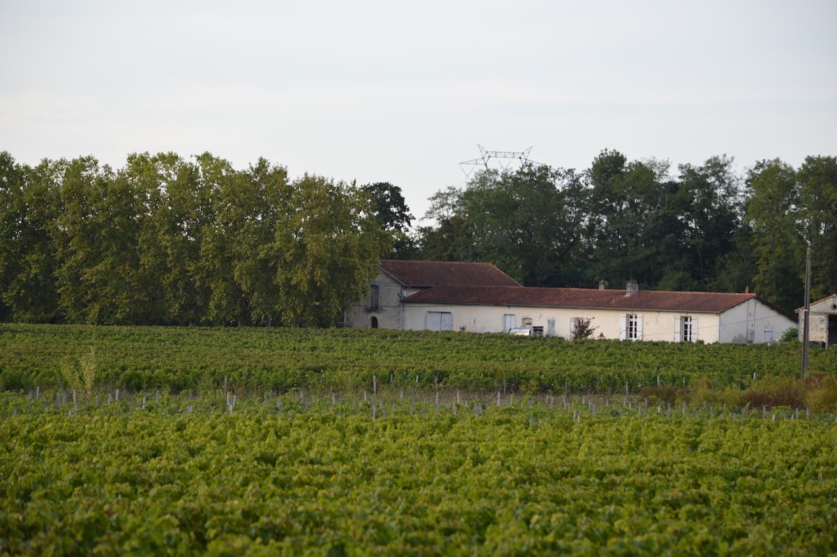 Vignoble Pestoury