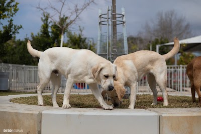 מרכז ישראלי לכלבי נחייה לעיוורים