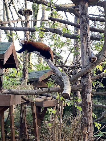 Red panda