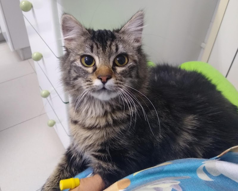 Hospital Veterinario do Salnés - Portonovo (Clínica Veterinaria Portonovo) photo 1