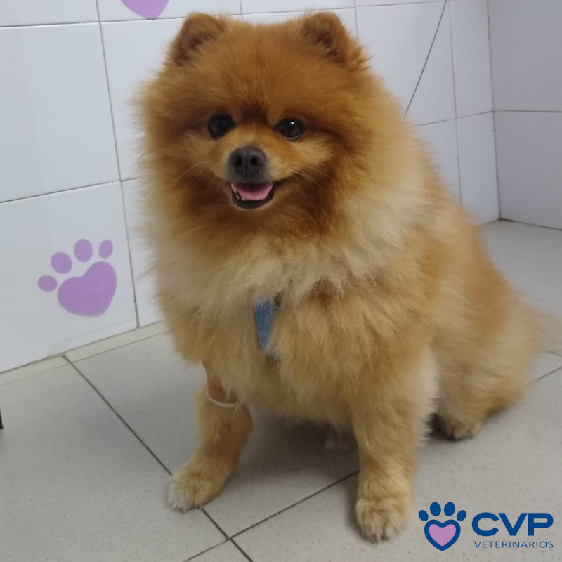 Hospital Veterinario do Salnés - Portonovo (Clínica Veterinaria Portonovo) photo 3