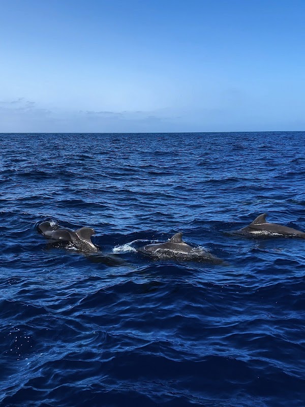 Island Hopping Tour in Costa Adeje