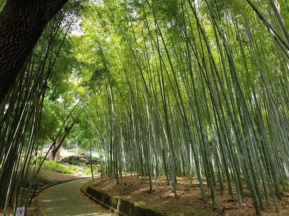 Orto Botanico di Roma fotoğraf 1