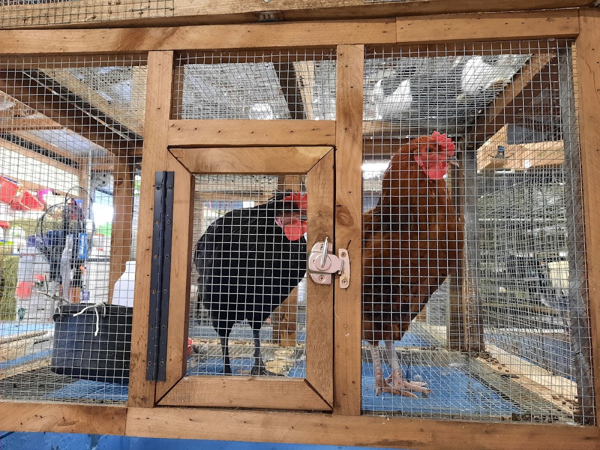 Deep Creek Game Farm and Feed Store