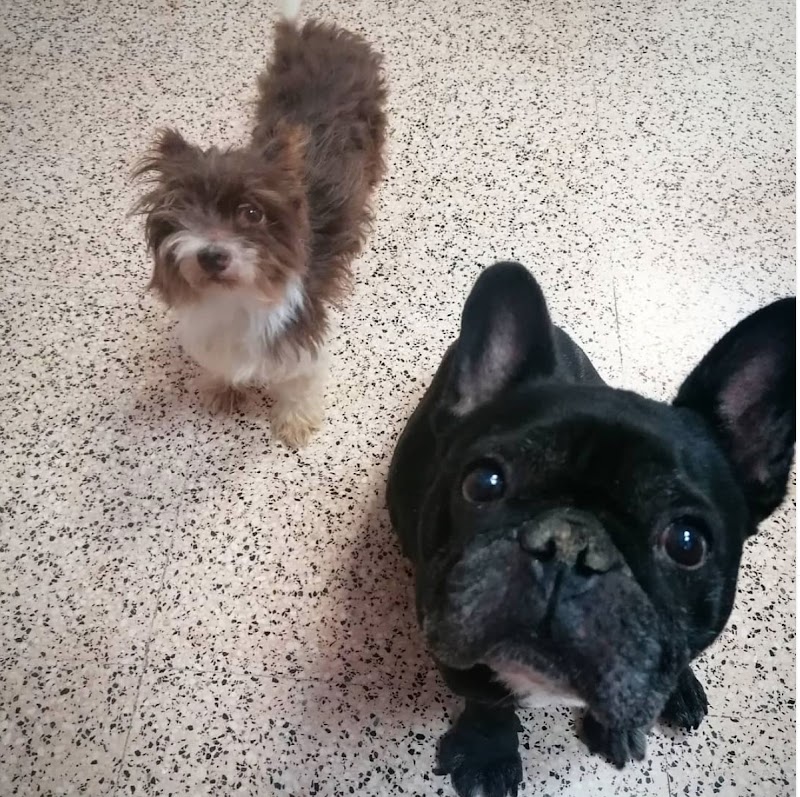 Clinica Veterinaria Elda Vicente Burgos