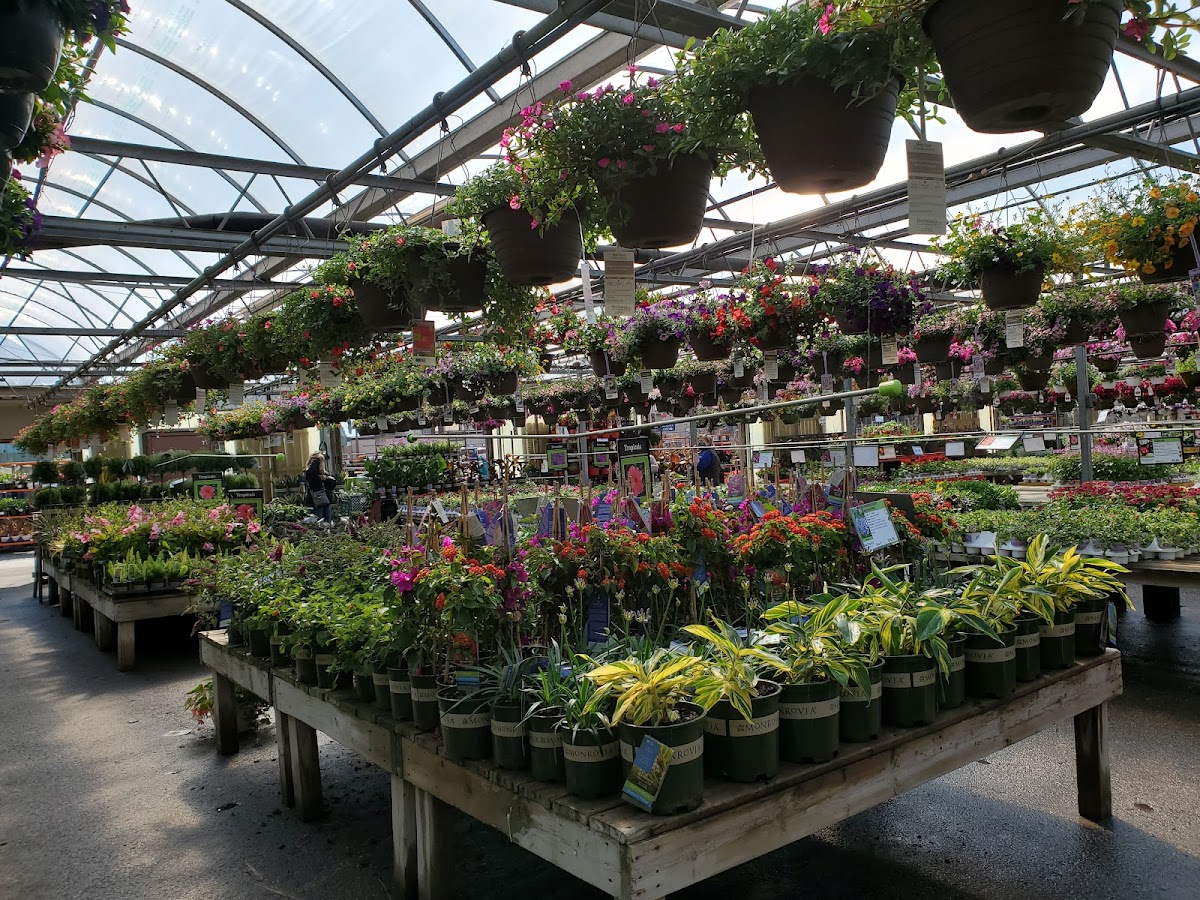 Bachman's Floral, Home & Garden: Google Places image 5