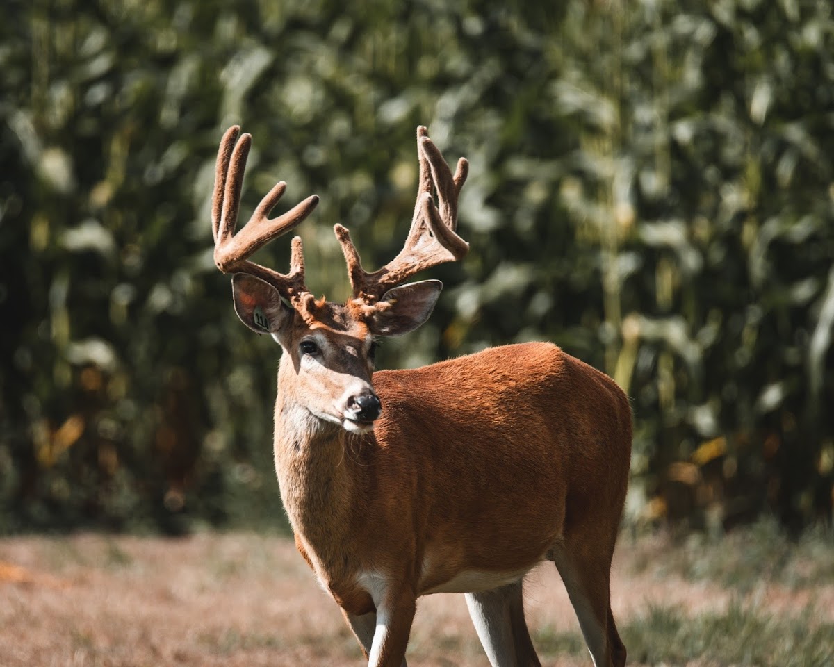 Royal Rack Ranch