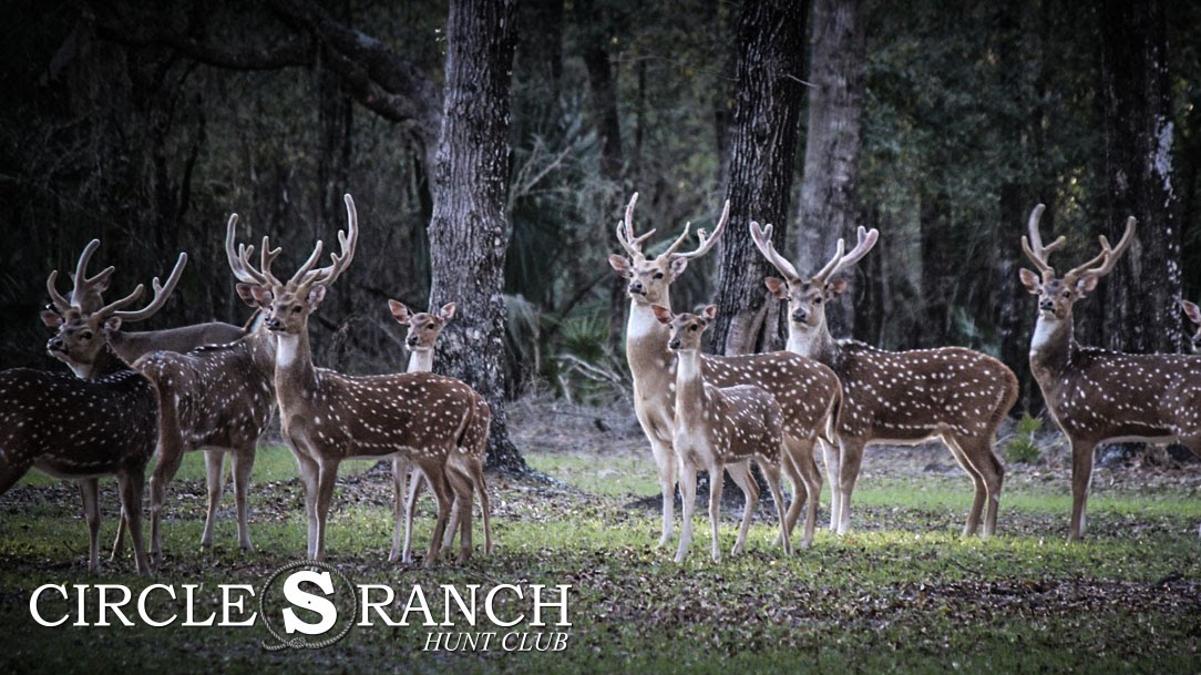 Circle S Ranch Hunt Club