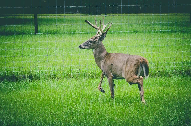 Circle S Ranch Hunt Club - Photo 1