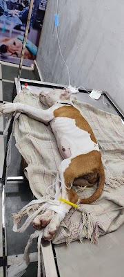 Dr. Vipul's pet clinic - Image 3