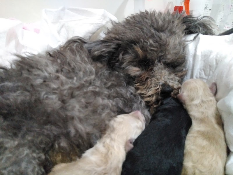 Clínica Veterinaria Arnela photo 3