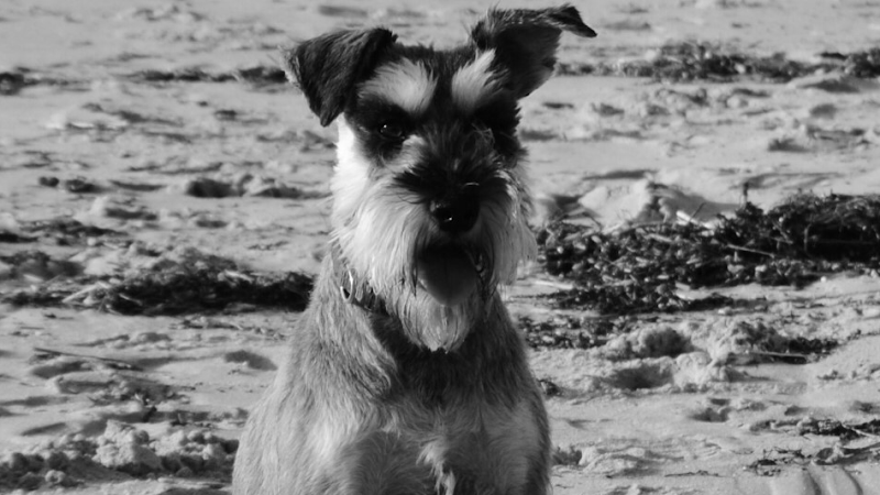 Clínica Veterinaria Arnela photo 1