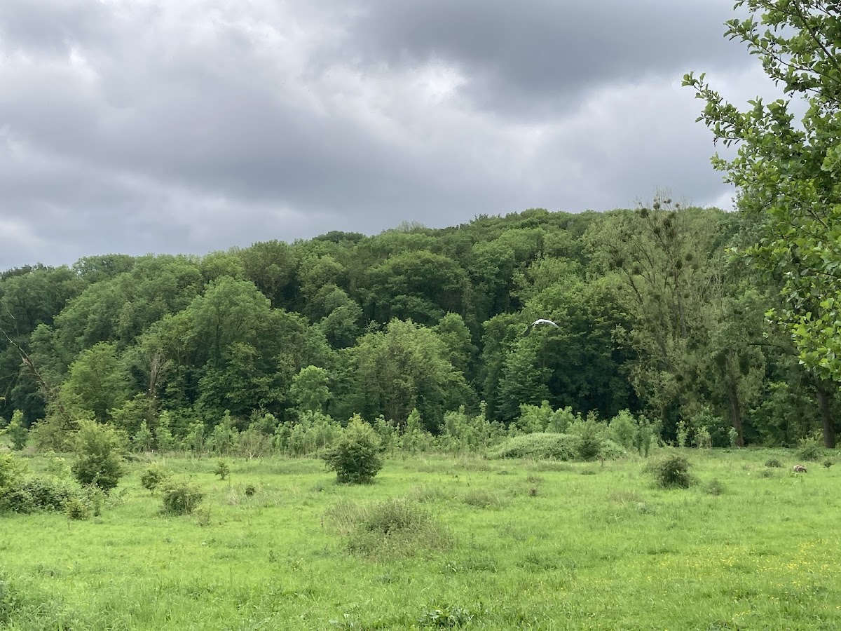 Ingendael