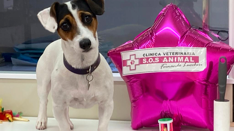 Clinica Veterinaria S.O.S ANIMAL Fernando Lucchesi