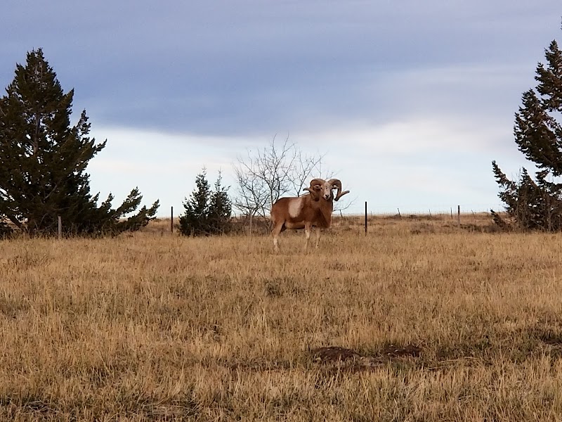 Rocky Mountain Elk Ranch - Photo 6