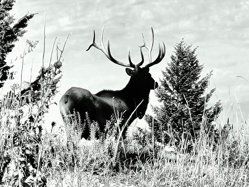 Rocky Mountain Elk Ranch - Photo 4