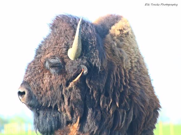 Roaming Bison Ranch
