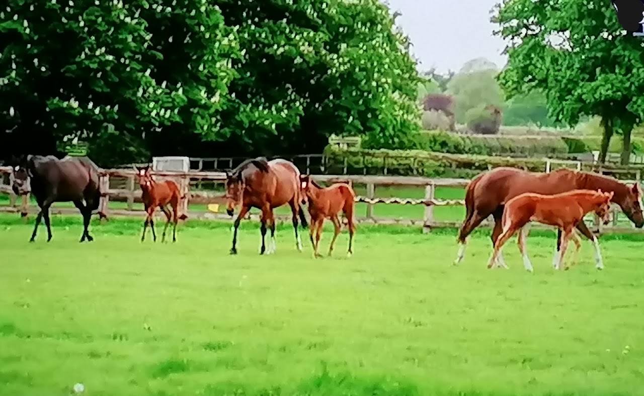 National Stud