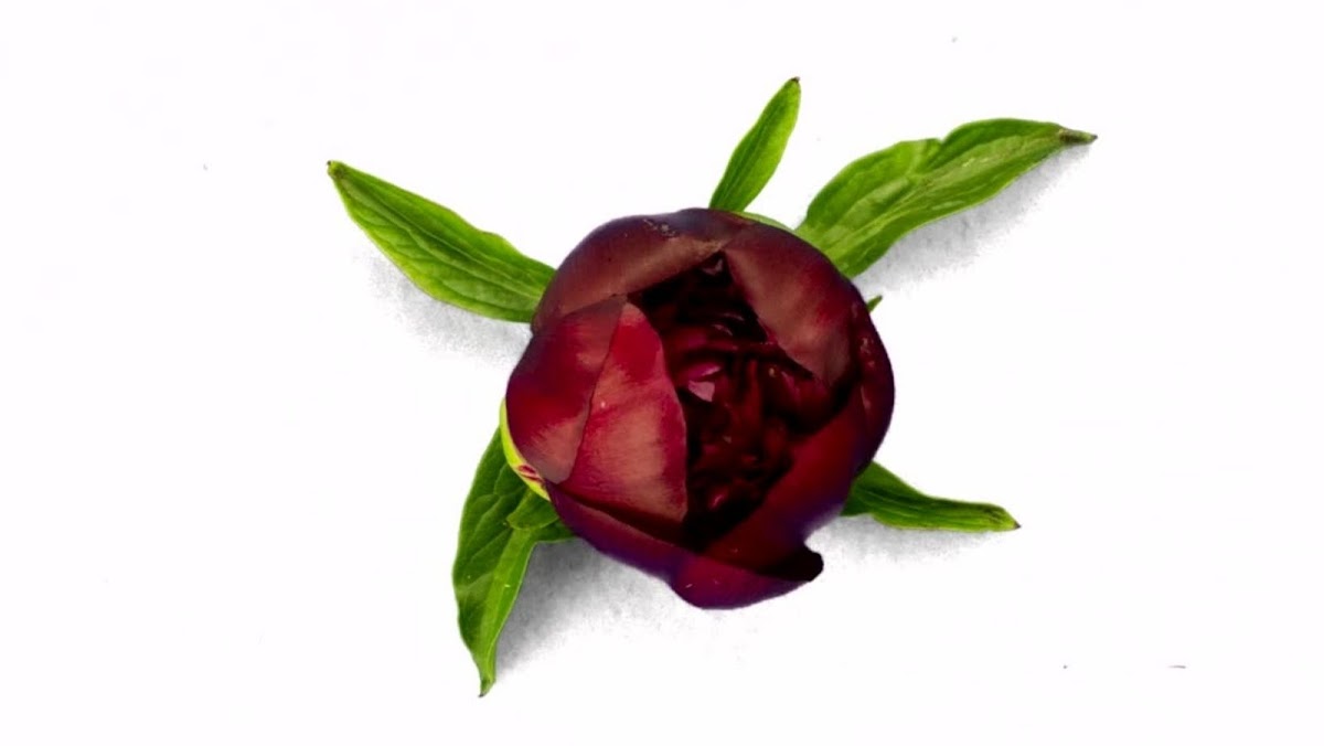 Berkeley Florist Supply: Google Places image 1