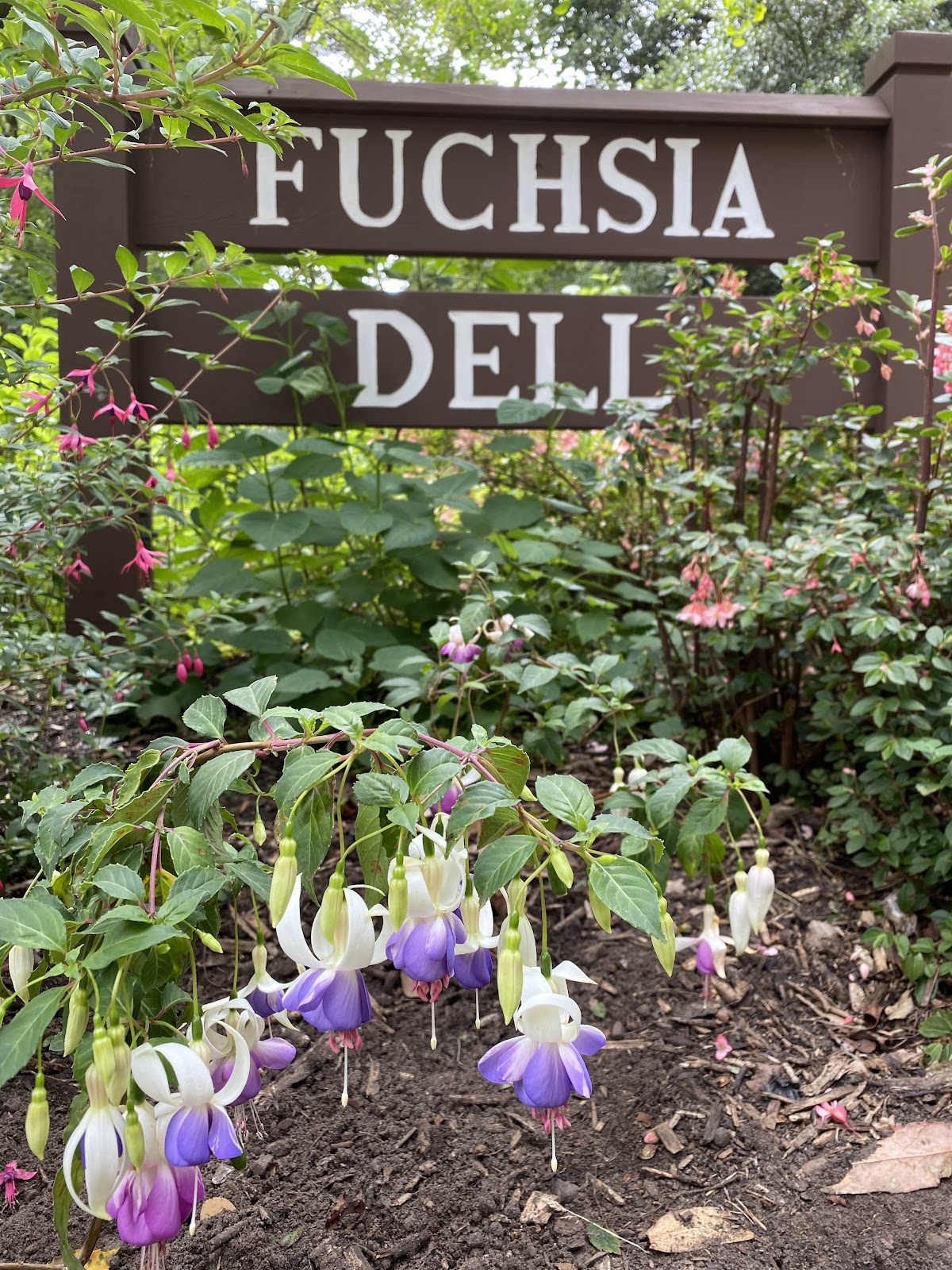 Fuchsia Dell: Google Places image 2