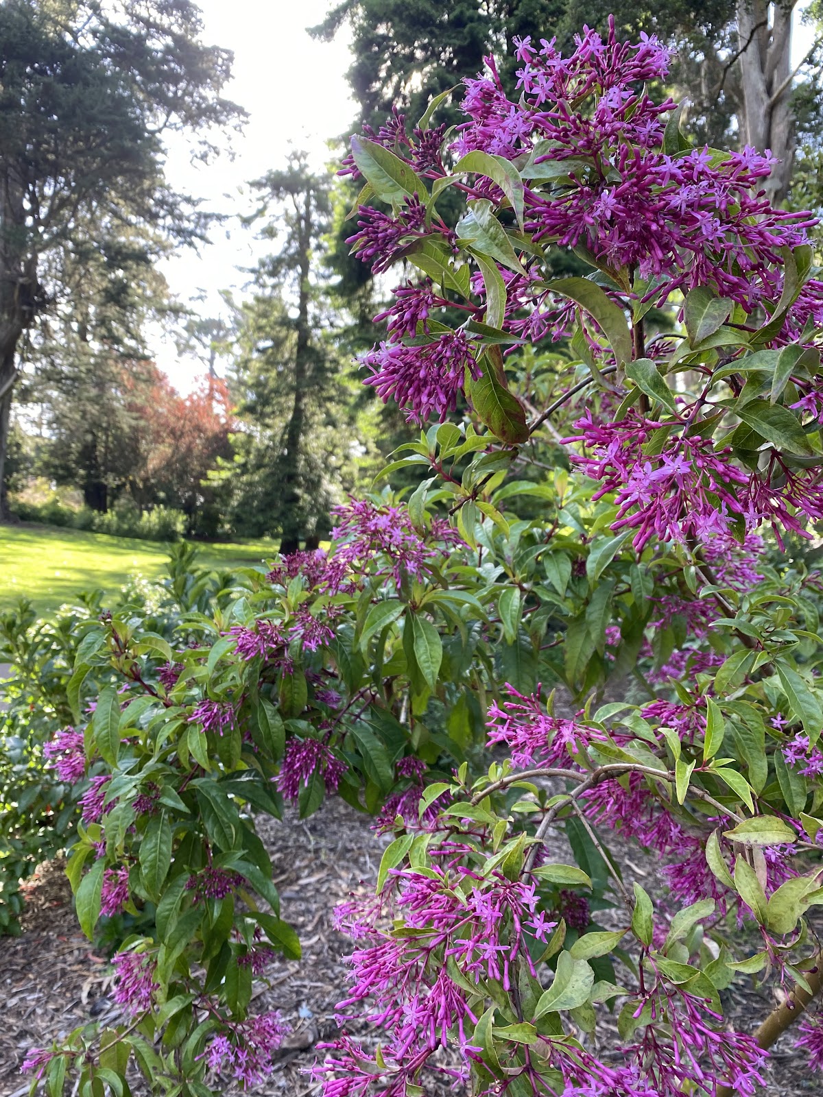 Fuchsia Dell: Google Places image 3