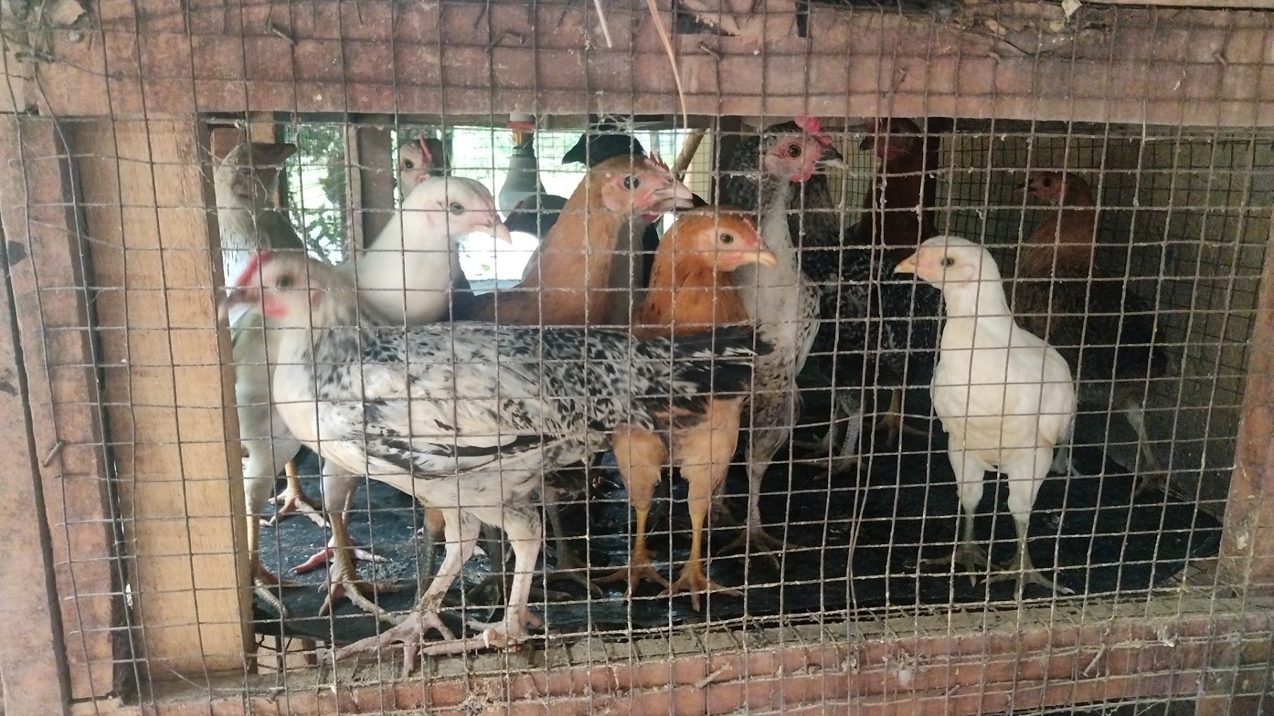 Kosai Ghor Meat Centre photo 7