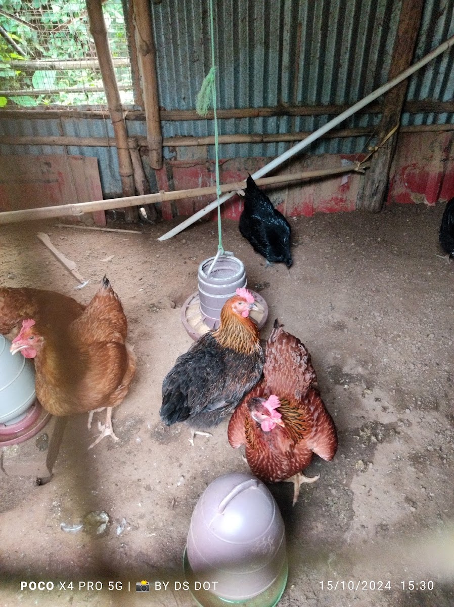 Kosai Ghor Meat Centre photo 8