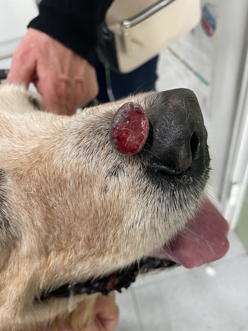 Centro Veterinario Amigo´s