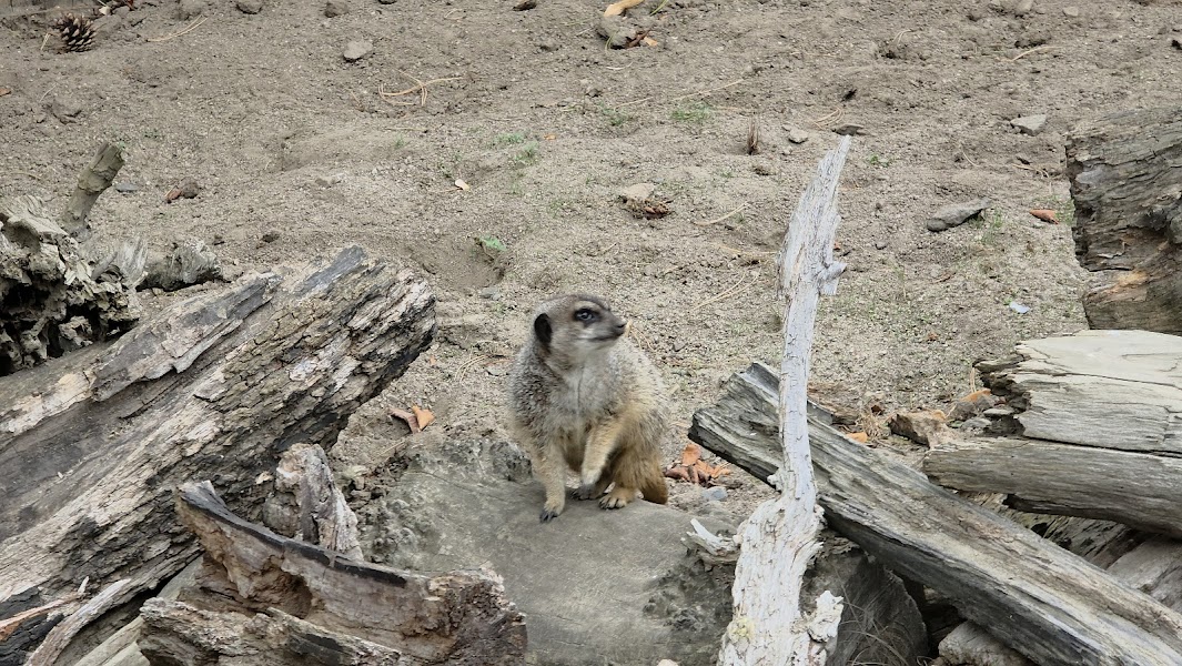Meerkats