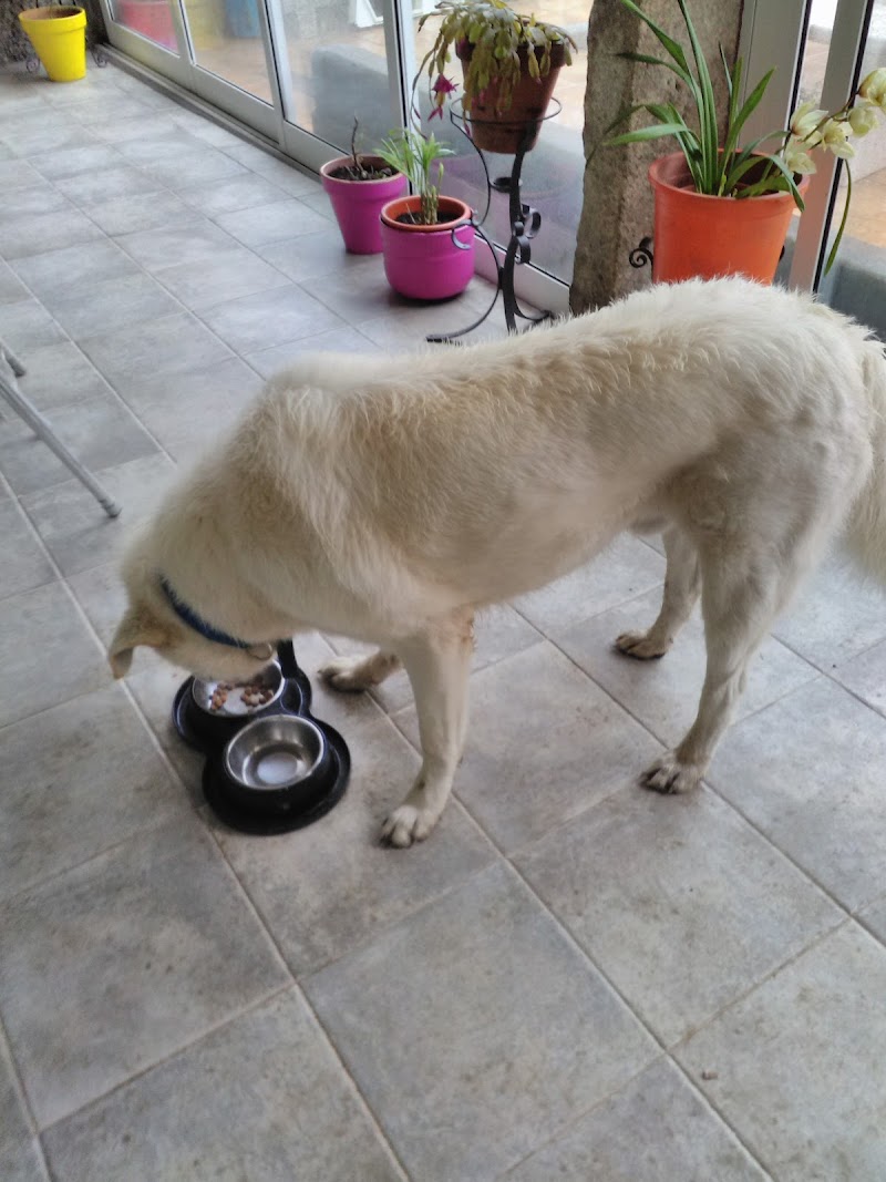 Centro Veterinario Carril photo 3