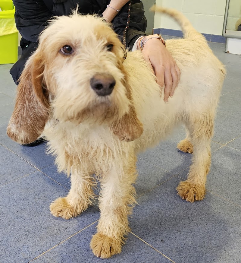 Centro Veterinario Carril photo 1