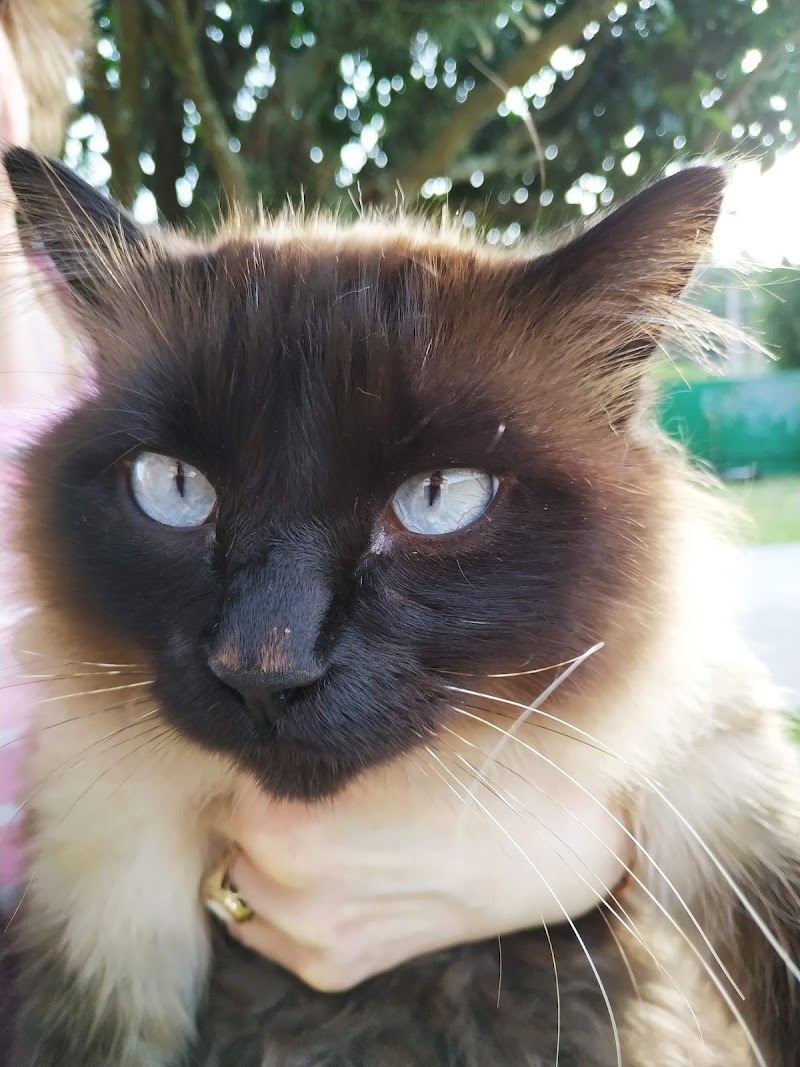 Centro Veterinario Carril photo 2