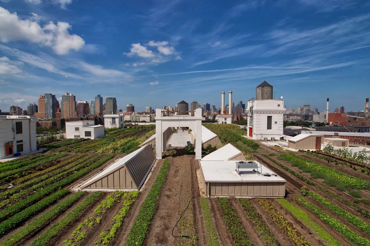 Brooklyn Grange @ Brooklyn Navy Yard: Google Places image 3