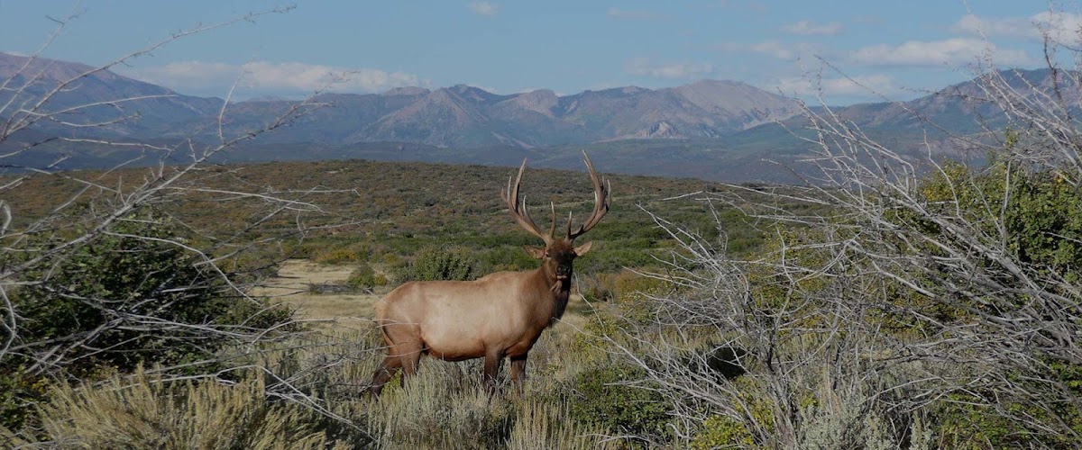 North Rim Trophy Hunts - Colorado Elk Hunting Outfitter