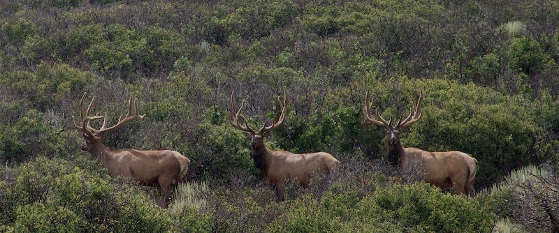 North Rim Trophy Hunts - Colorado Elk Hunting Outfitter - Photo 6