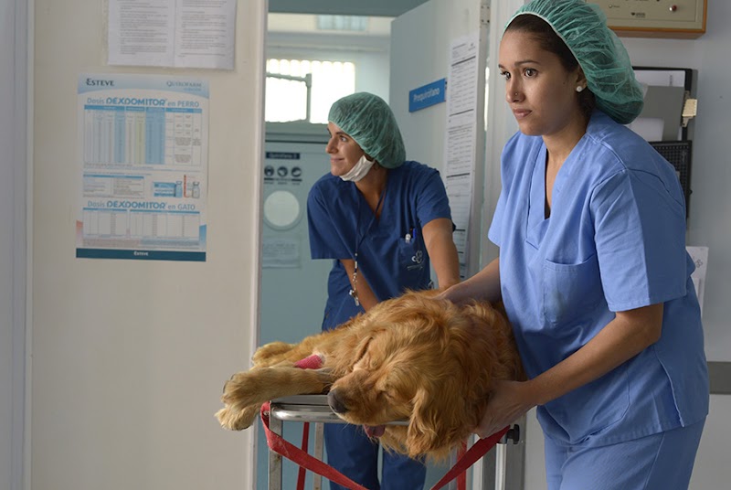 Hospital Clínico Veterinario