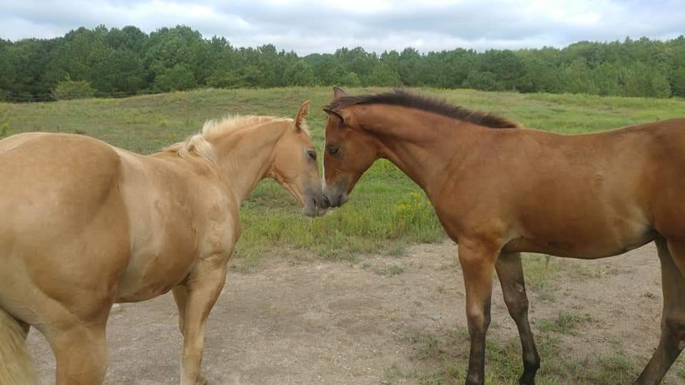 Tack Tavern Ranch