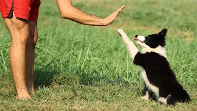 עומר כספי מאלף כלבים בחיפה וכלבנות טיפולית