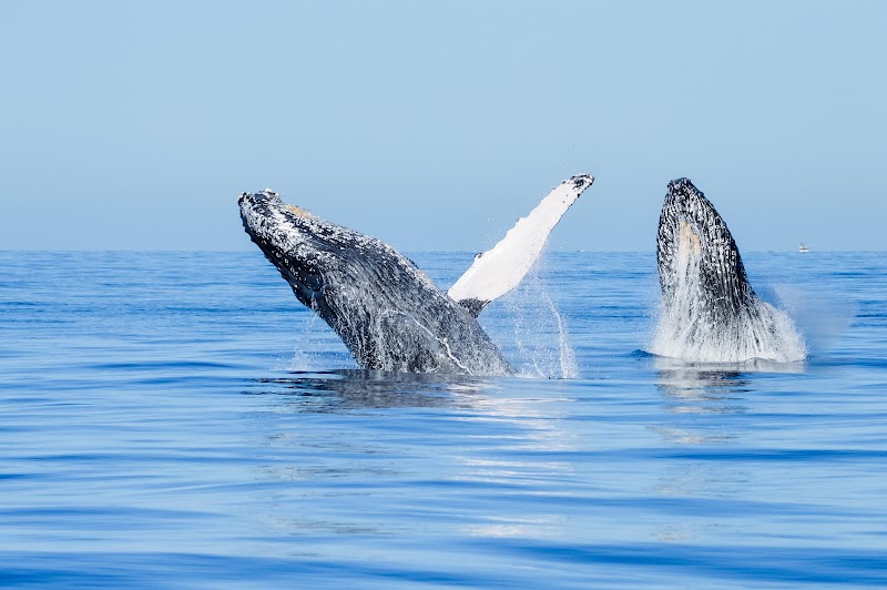Family-Friendly Whale Watching Tours Cabo Mexico