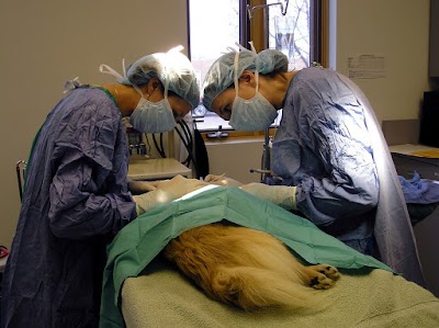 מרכז וטרינרי השרון