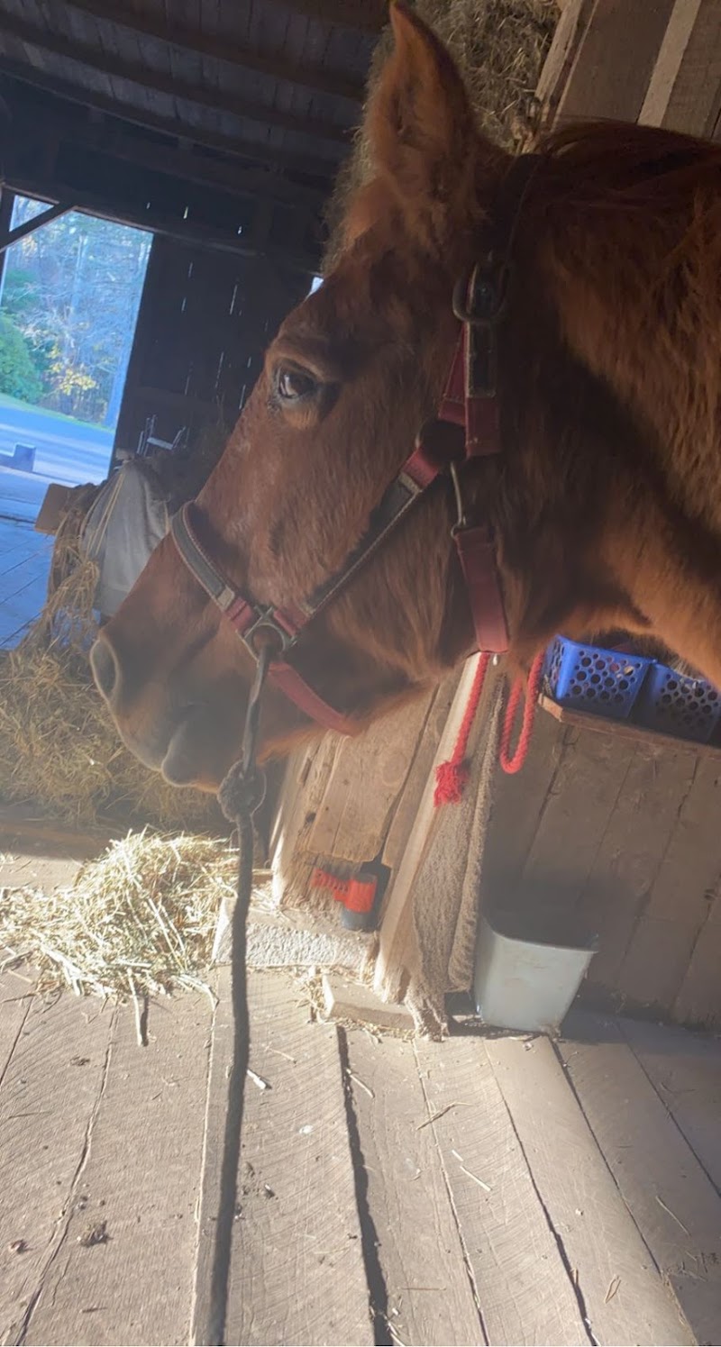 Wooden Horse Farm - Photo 4