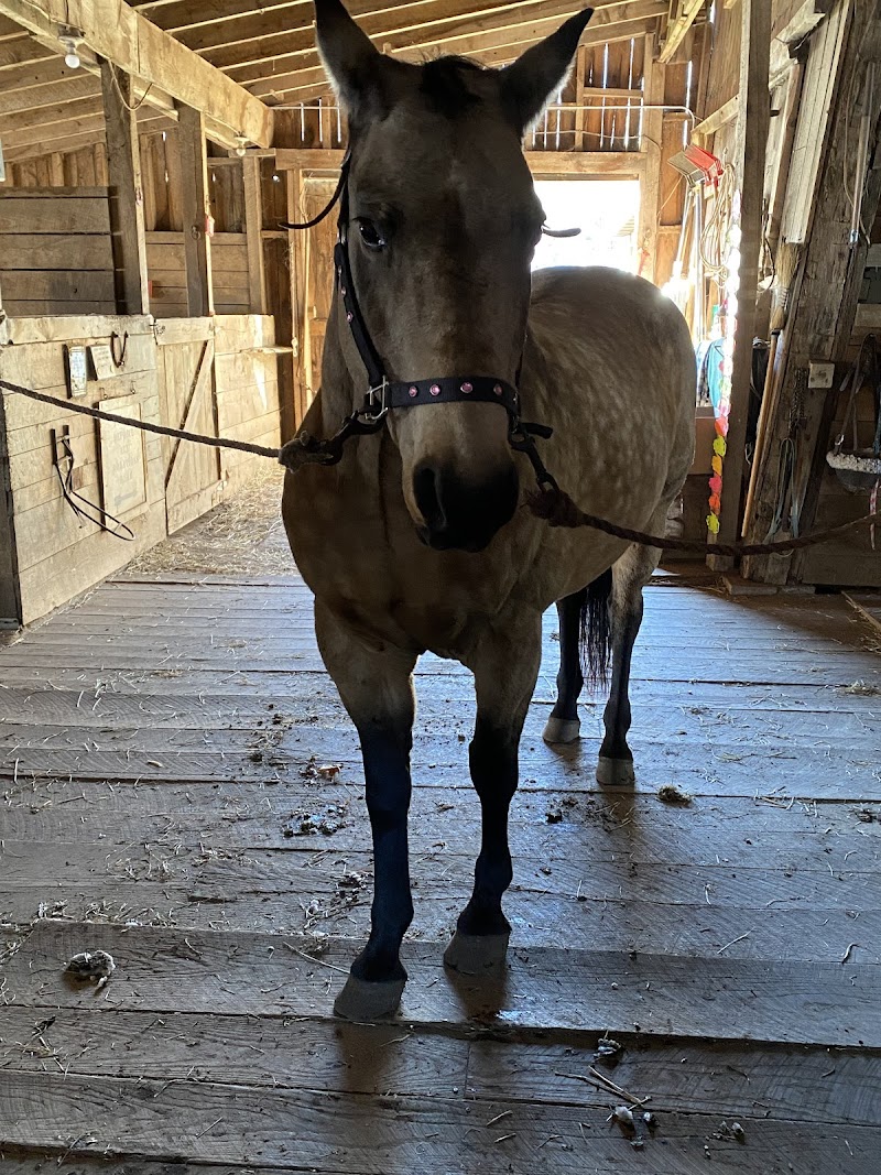 Wooden Horse Farm - Photo 1
