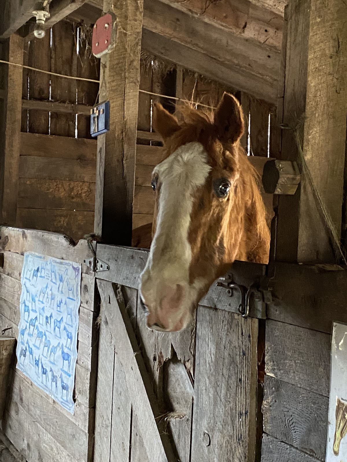 Wooden Horse Farm