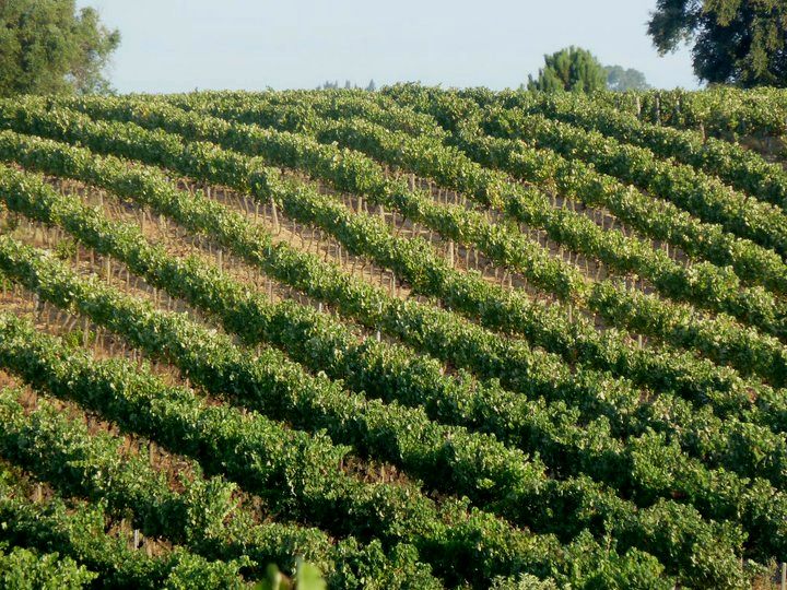 ASL Thomas Winery, Lda.