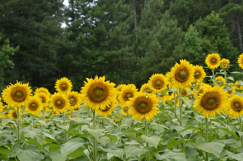 FORK PLANTATION - Photo 3
